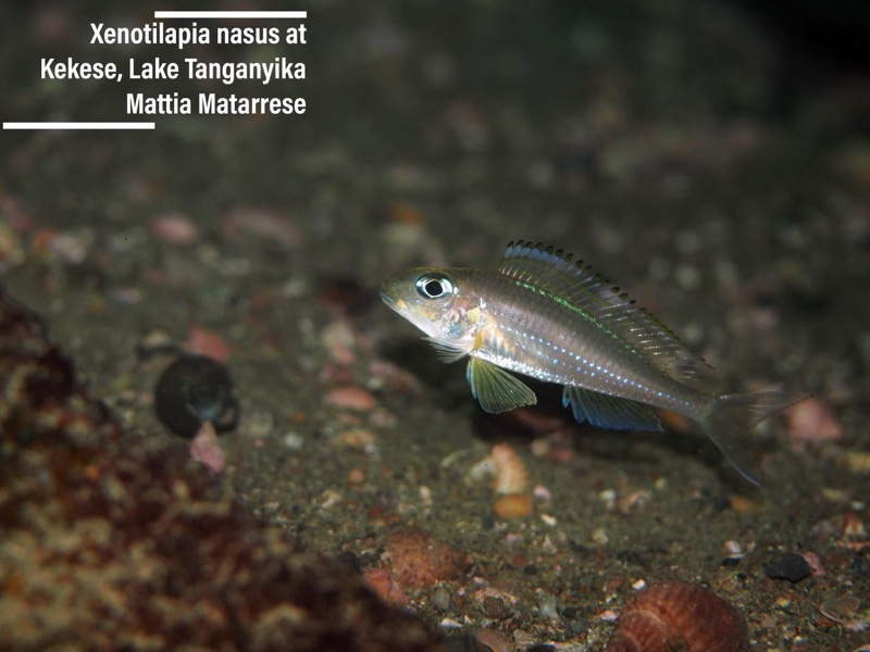 Xenotilapia nasus 'Kekese'